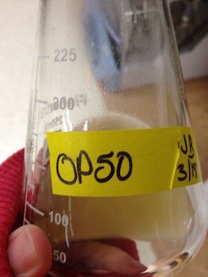 c elegans lab photo